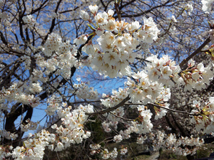 Sakura1_2