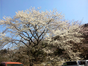 Sakura2