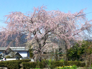 Sakura6